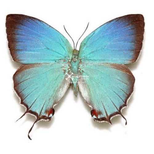 Male